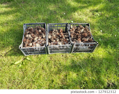 Pine cones collected in a plastic boxes on a green lawn 127912312