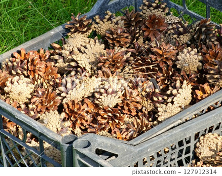 Pine cones collected in a plastic boxes on a green lawn. Close-up 127912314