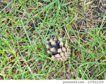 Pine cones on a green grass on a sunny day 127912329