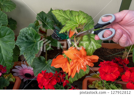Pruning Orange Begonia Flowers 127912812