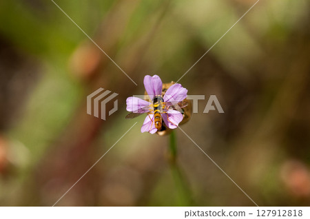 Inuko Mochi Nadeshiko Inuko Mochi Nadeshiko 127912818