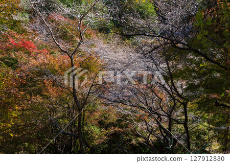 愛知縣豐田市小原四季櫻的秋季櫻花和紅葉 127912880