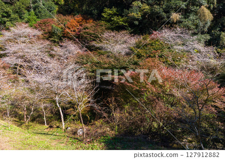 Autumn cherry blossoms and autumn leaves at Obara Shikizakura in Toyota City, Aichi Prefecture 127912882