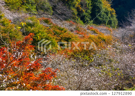 愛知縣豐田市小原四季櫻的秋季櫻花和紅葉 愛知縣豐田市小原四季櫻的秋季櫻花和紅葉 127912890