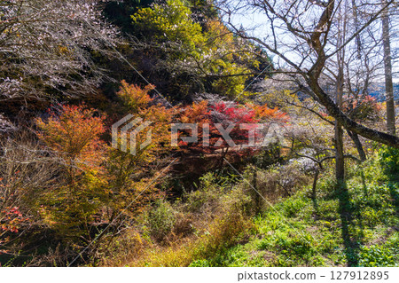 愛知縣豐田市小原四季櫻的秋季櫻花和紅葉 127912895