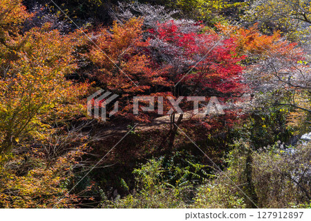愛知縣豐田市小原四季櫻的秋季櫻花和紅葉 愛知縣豐田市小原四季櫻的秋季櫻花和紅葉 127912897