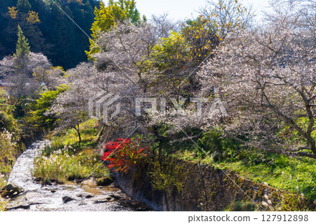 Autumn cherry blossoms and autumn leaves at Obara Shikizakura in Toyota City, Aichi Prefecture Autumn cherry blossoms and autumn leaves at Obara Shikizakura in Toyota City, Aichi Prefecture 127912898