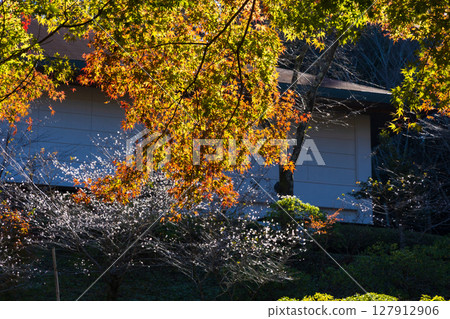 秋天的櫻花和紅葉,愛知縣豐田市小原四季櫻(和紙的故鄉) 秋天的櫻花和紅葉,愛知縣豐田市小原四季櫻(和紙的故鄉) 127912906