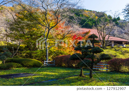Autumn cherry blossoms and autumn leaves, Obara Shikizakura, Toyota City, Aichi Prefecture (home of Japanese paper) 127912907
