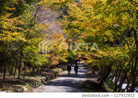 愛知縣豐田市小原四季櫻（柿入散步道）的秋季櫻花和紅葉 127912912