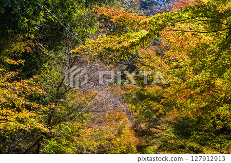 愛知縣豐田市小原四季櫻(柿入散步道)的秋季櫻花和紅葉 愛知縣豐田市小原四季櫻(柿入散步道)的秋季櫻花和紅葉 127912913