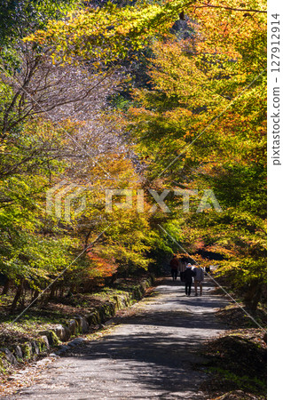 愛知縣豐田市小原四季櫻（柿入散步道）的秋季櫻花和紅葉 127912914