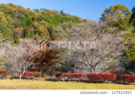 Autumn cherry blossoms and autumn leaves at Obara Shikizakura (Shikizakura Park), Toyota City, Aichi Prefecture Autumn cherry blossoms and autumn leaves at Obara Shikizakura (Shikizakura Park), Toyota City, Aichi Prefecture 127912941