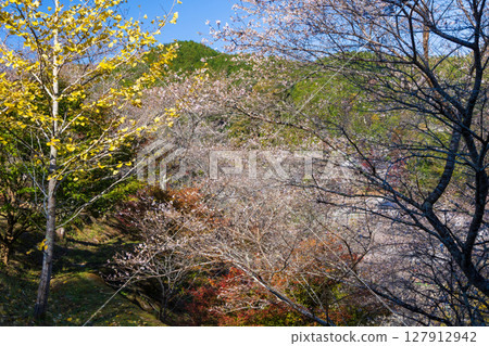 Autumn cherry blossoms and autumn leaves at Obara Shikizakura (Shikizakura Park), Toyota City, Aichi Prefecture 127912942