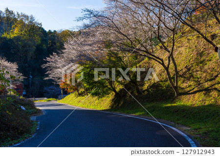 Autumn cherry blossoms and autumn leaves at Obara Shikizakura (Shikizakura Park), Toyota City, Aichi Prefecture 127912943