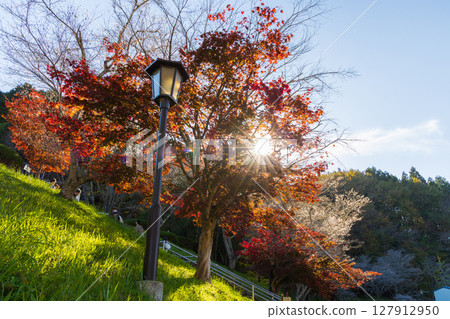 Autumn cherry blossoms and autumn leaves at Obara Shikizakura (Obara Fureai Park), Toyota City, Aichi Prefecture 127912950