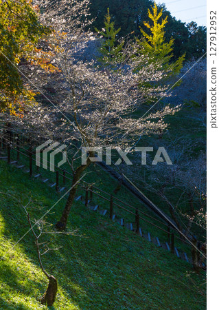 Autumn cherry blossoms and autumn leaves at Obara Shikizakura (Obara Fureai Park), Toyota City, Aichi Prefecture 127912952