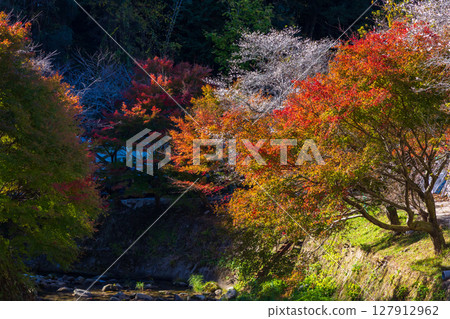 愛知縣豐田市小原四季櫻（川見四季櫻村）的秋季櫻花與紅葉 127912962