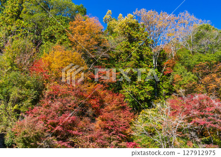 Autumn foliage at Kawami Shikizakura Village in Toyota City, Aichi Prefecture 127912975