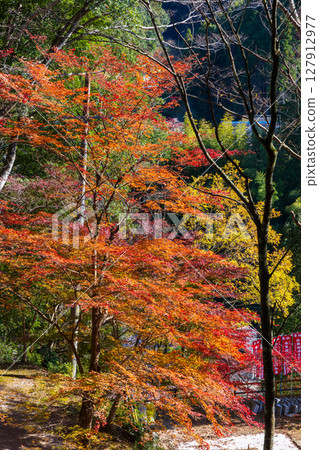 愛知縣豐田市川見四季櫻花村的紅葉 127912977