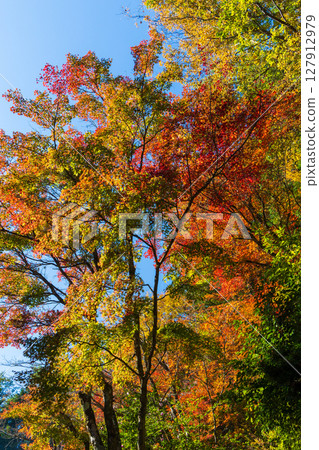 愛知縣豐田市川見四季櫻花村的紅葉 愛知縣豐田市川見四季櫻花村的紅葉 127912979