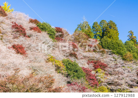 愛知縣豐田市小原四季櫻（川見四季櫻村）的秋季櫻花與紅葉 127912988