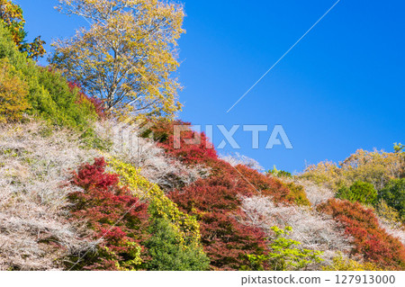 愛知縣豐田市小原四季櫻(川見四季櫻村)的秋季櫻花與紅葉 愛知縣豐田市小原四季櫻(川見四季櫻村)的秋季櫻花與紅葉 127913000