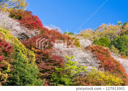 愛知縣豐田市小原四季櫻（川見四季櫻村）的秋季櫻花與紅葉 127913001