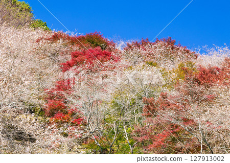 Autumn cherry blossoms and autumn leaves at Obara Shikizakura (Kawami Shikizakura Village), Toyota City, Aichi Prefecture Autumn cherry blossoms and autumn leaves at Obara Shikizakura (Kawami Shikizakura Village), Toyota City, Aichi Prefecture 127913002