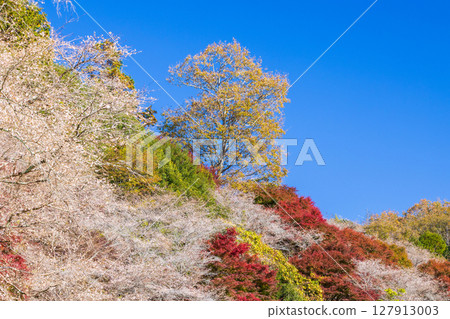 愛知縣豐田市小原四季櫻(川見四季櫻村)的秋季櫻花與紅葉 愛知縣豐田市小原四季櫻(川見四季櫻村)的秋季櫻花與紅葉 127913003