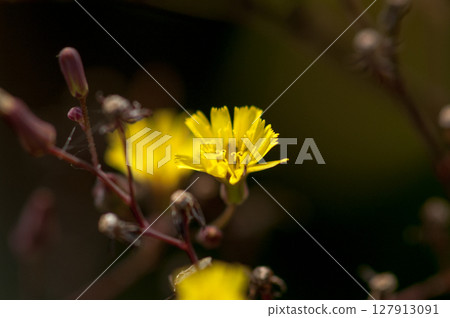 鬼田平子 127913091