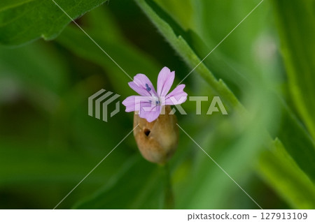 Inuko Mochi Nadeshiko 127913109