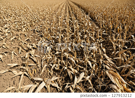 rotten corn field with signs of disease 127913212