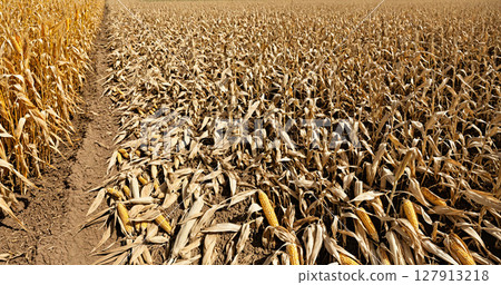 rotten corn field with signs of disease, climate-ravaged corn decay 127913218