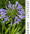 Purple agapanthus [flowers, materials] 127913347