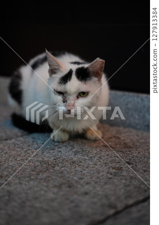 A stray cat from the neighborhood hanging out in a cafe in Kyoto A stray cat from the neighborhood hanging out in a cafe in Kyoto 127913384