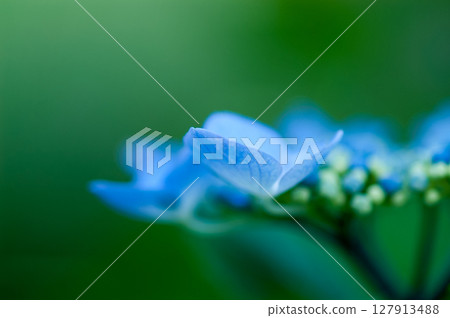 藍色繡球花 127913488