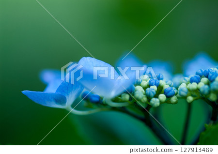 藍色繡球花 藍色繡球花 127913489