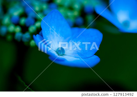 Blue Hydrangea 127913492