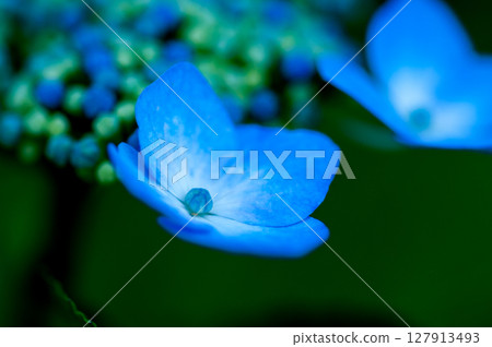 Blue Hydrangea 127913493
