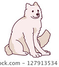 Warm and cozy Samoyed 127913534