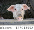 Close-up shot of single piglet looking at camera in shed with wooden fence in pig farm. With no people rural scene, agricultural and husbandry theme. 127913552