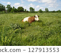 Countryside scenery with single mottled dairy cow grazing on pasture meadow among fresh green grass at summer day. With no people rural landscape, agricultural and husbandry theme. 127913553