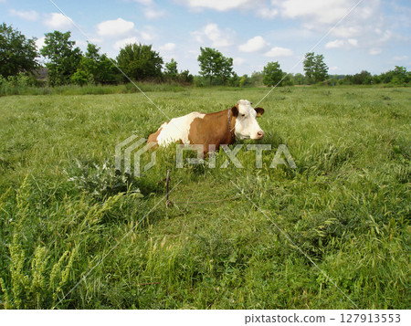 Countryside scenery with single mottled dairy cow grazing on pasture meadow among fresh green grass at summer day. With no people rural landscape, agricultural and husbandry theme. Countryside scenery with single mottled dairy cow grazing on pasture meadow among fresh green grass at summer day. With no people rural landscape, agricultural and husbandry theme. 127913553