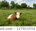 Countryside scenery with single motley dairy cow lying among fresh green grass on rural pasture at summer day. With no people village landscape, agricultural and husbandry theme. 127913554