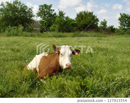 Countryside scenery with single motley dairy cow lying among fresh green grass on rural pasture at summer day. With no people village landscape, agricultural and husbandry theme. 127913554