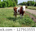 Countryside scenery with one mottled dairy cow grazing on pasture meadow among green grass near country road at summer day. With no people rural landscape, agricultural and husbandry theme. 127913555
