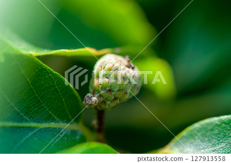 Acorn young fruit Acorn young fruit 127913558