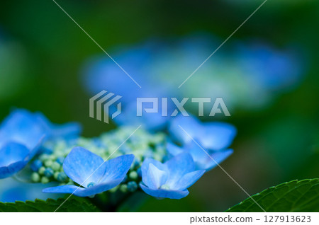 藍色繡球花 127913623