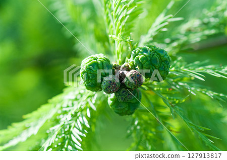 Young fruit of Bald cypress 127913817